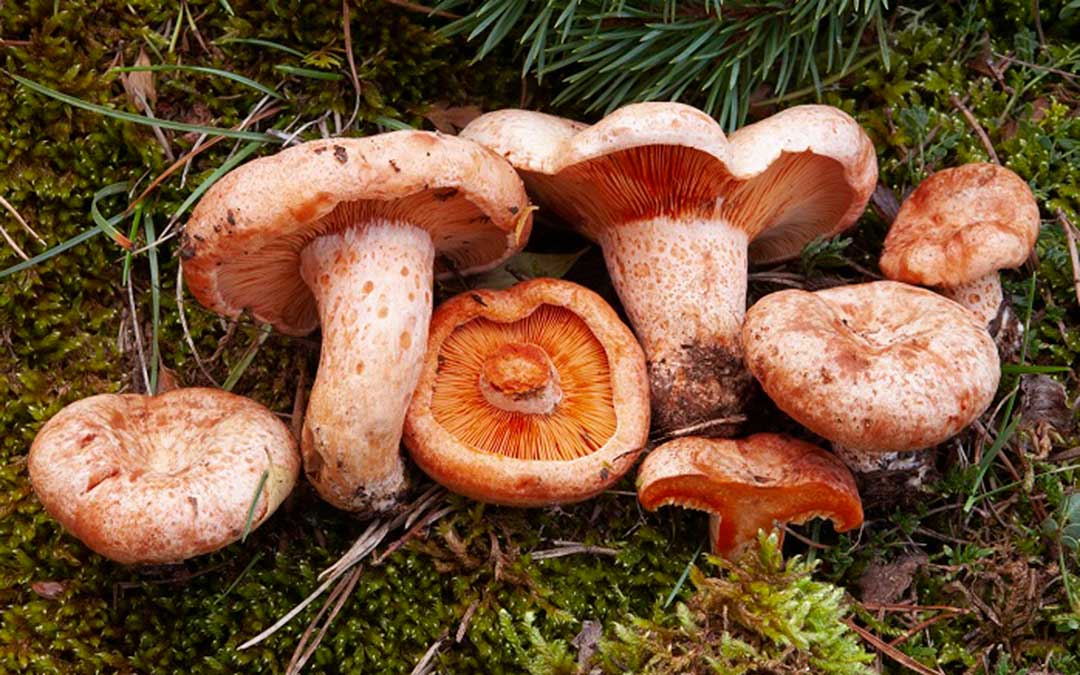 Las últimas lluvias del verano han propiciado la salida temprana de una gran variedad de especies de setas. /Comarca Maestrazgo