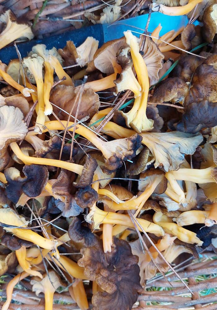 Trompeta amarilla en busca del preciado Hongo./ L.C.