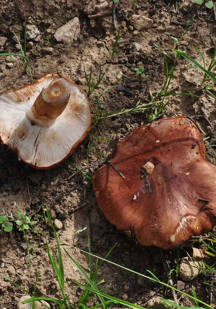 Bolet de bestiar en busca del preciado Hongo./ L.C.