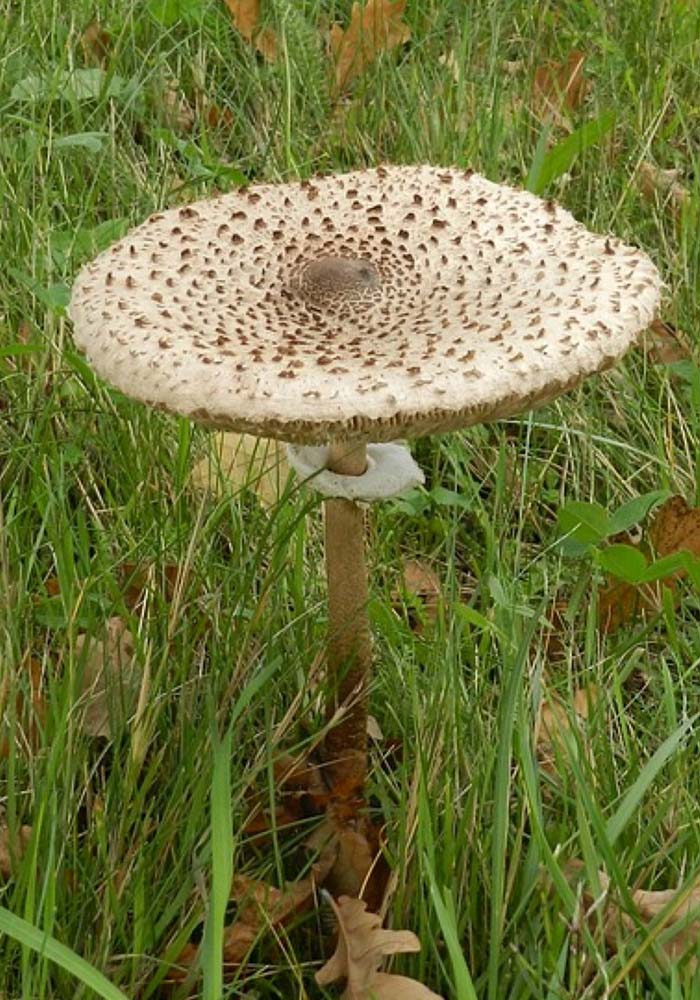 Parasol en busca del preciado Hongo./ L.C.