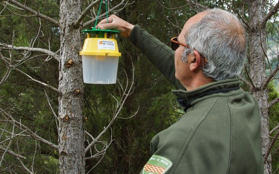 Los Agentes de Protección de la Naturaleza del Gobierno de Aragón, desplegaron una red de detección precoz de este parásito./ APN DGA.