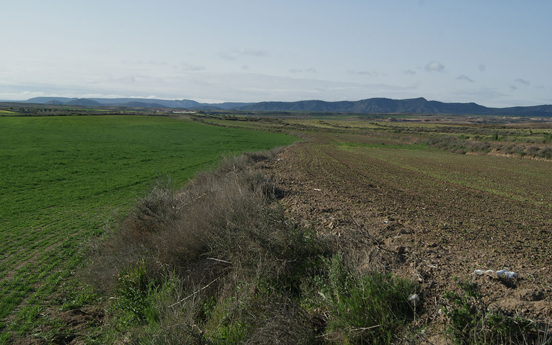 Imagen de archivo. Diferencia entre un campo albalatino atacado por los conejos (derecha) y otro no./ Beatriz Severino