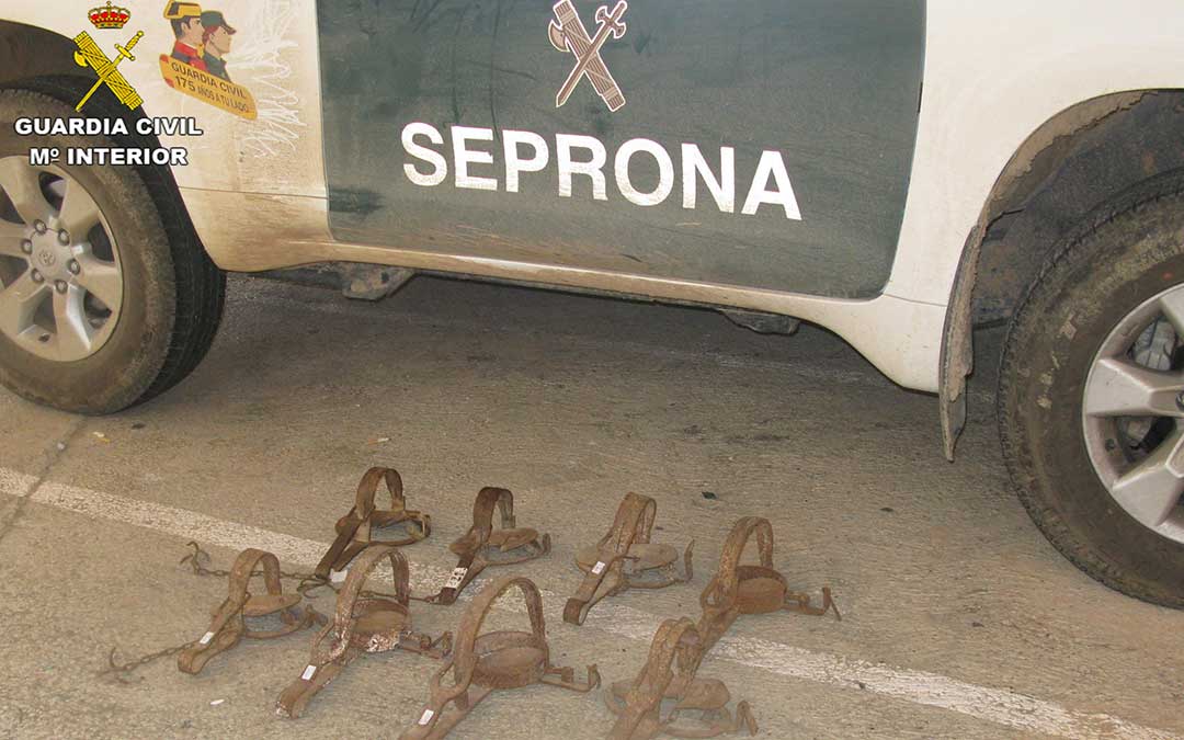 Los cepos prohibidos localizados en un establecimiento alcañizano por la Guardia Civil./ Guardia Civil