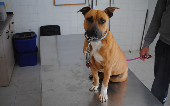 208 perros fueron atendidos por el centro de protección animal de la DPZ en 2021