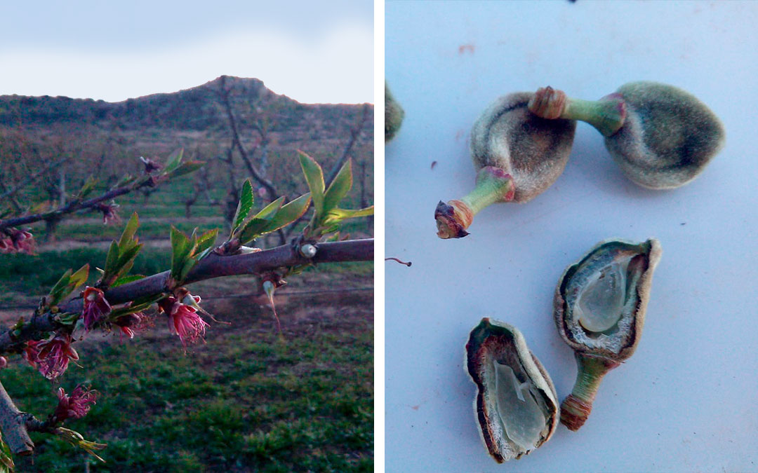 Las heladas de las últimas jornadas han mermado gran parte de la producción de almendras y la frutícola en el territorio./ LC