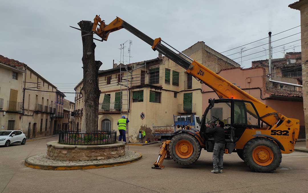 El consistorio procedió a retirar el tronco inerte del gran olmo que antaño presidió El Sechá./ Ayto. de Valjunquera