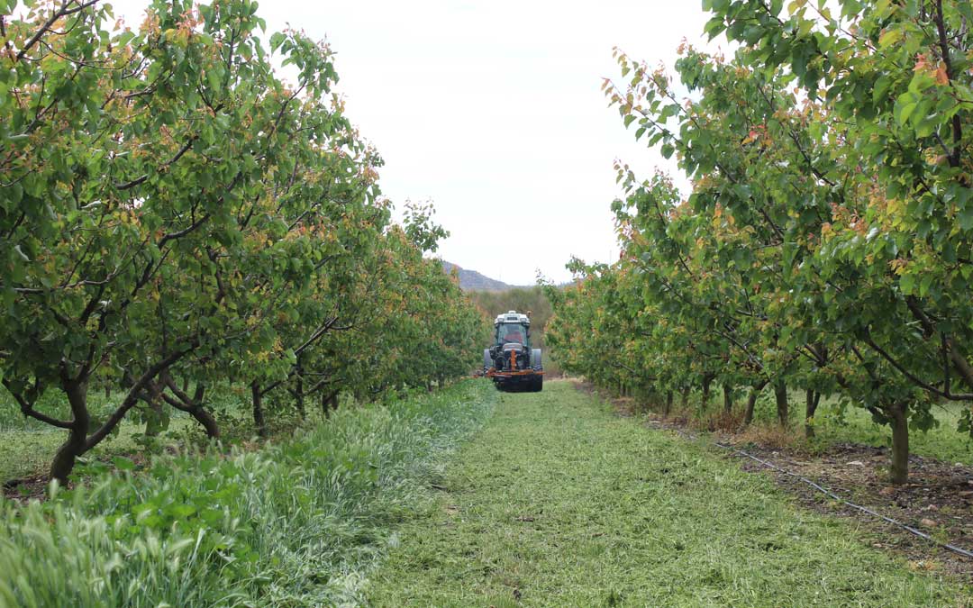 Las labores de mantenimiento, con los costes que conllevan, continuaban en una finca de albaricoque en Chiprana en un año en el que la producción va a quedar a cero en este caso. / B. Severino