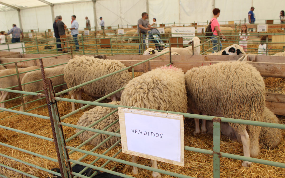 Zona de ganado en la Feria de Valderrobres. / B. Severino