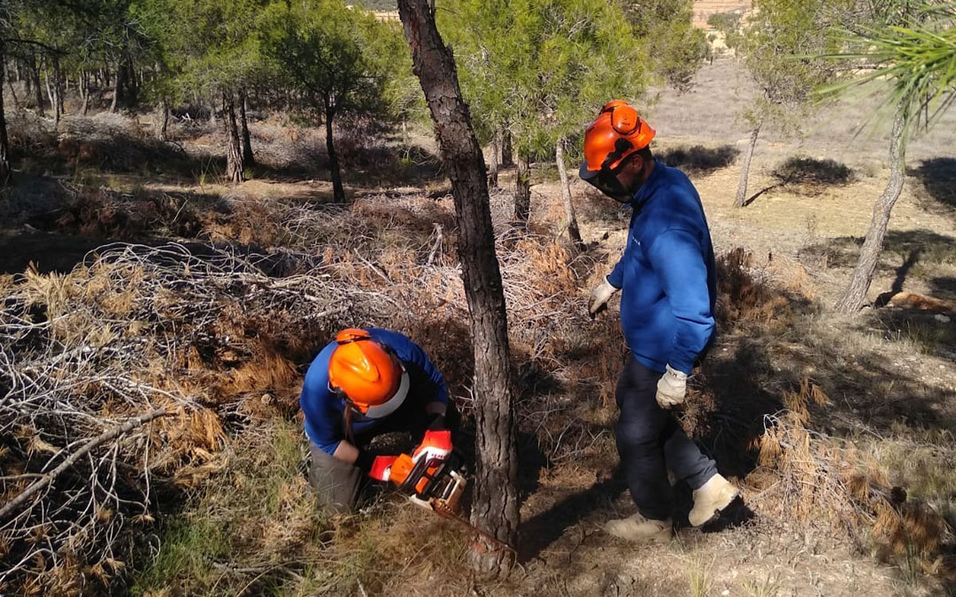 Trabajos silvícolas en el monte Hoya del Moro de Urrea. / Taller de Empleo