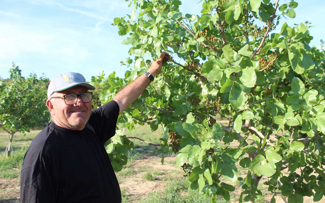 José Bonfil muestra orgulloso uno de sus árboles de variedad Kerman que cultiva en Valdealgorfa en colaboración con el CTA y del que extrae cantidad de datos. / B. Severino