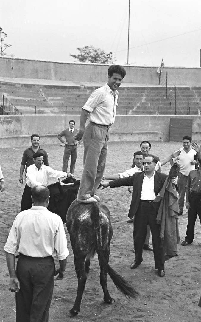 Vecinos de Albalate miden la bravura de algunas vacas en 1961. Uno de ellos incluso consiguió ponerse en pie