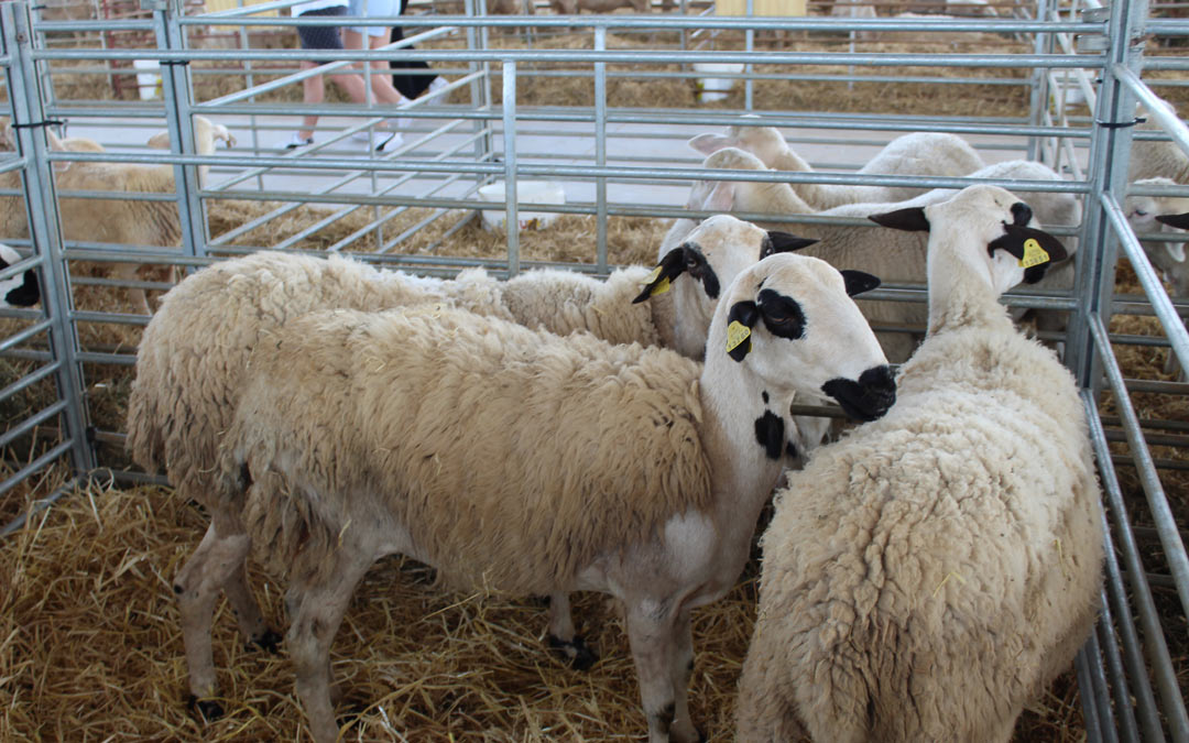 Algunos de los animales que formaban la parte ganadera de la feria./ E.P