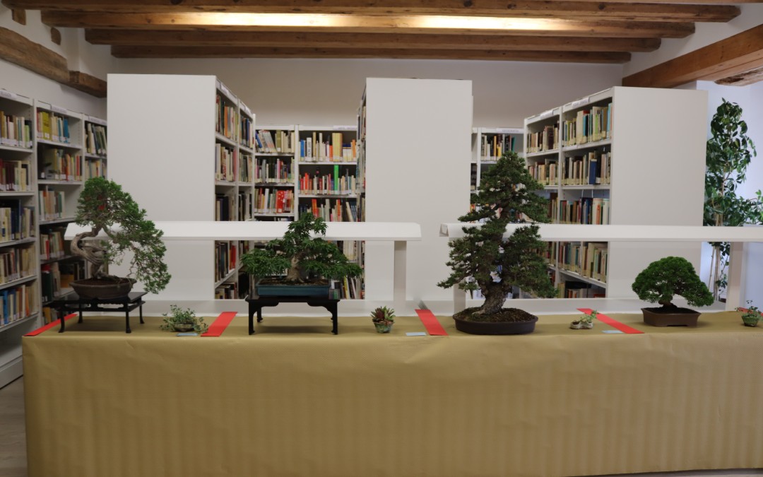Bonsáis de Francisco Hinojosa expuestos en la Biblioteca de Valderrobres