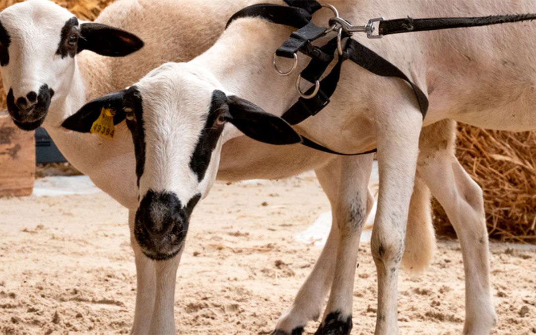 Violeta, un ejemplar masino de raza ojinegra aspirante en Vanity Farm. / L.C.