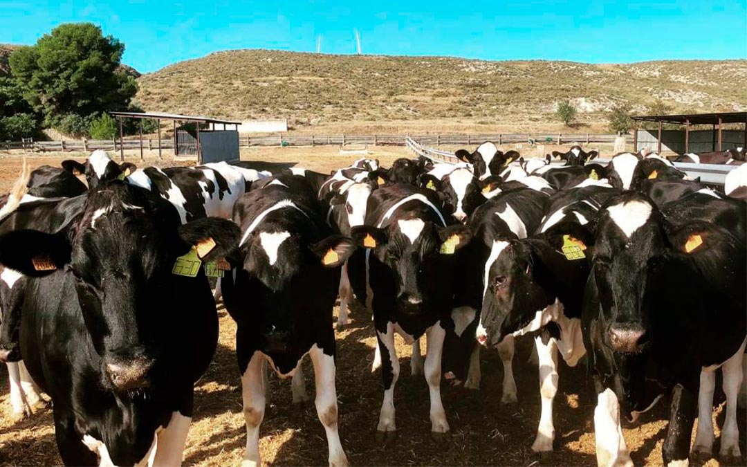 Las últimas vacas lecheras de Teruel, en la explotación ganadera de Alcorisa./ L. C.
