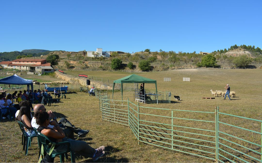 Imagen durante una de las pruebas del campeonato de perros pastores en Valderrobres este fin de semana./ C. O.