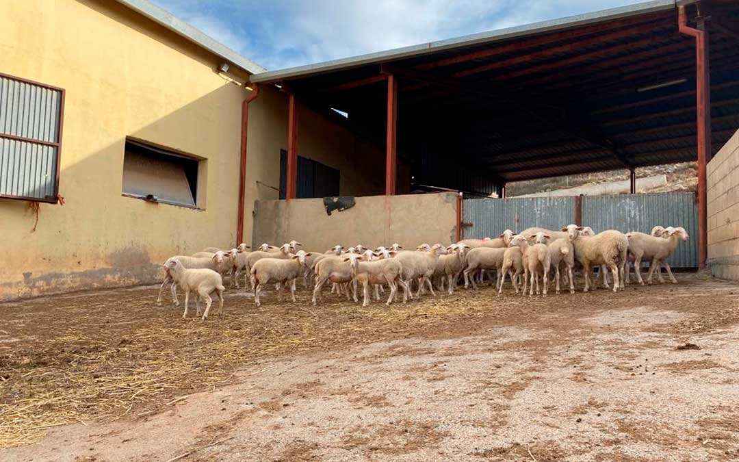 Rebaño de ovejas en la finca de El Chantre / DPT