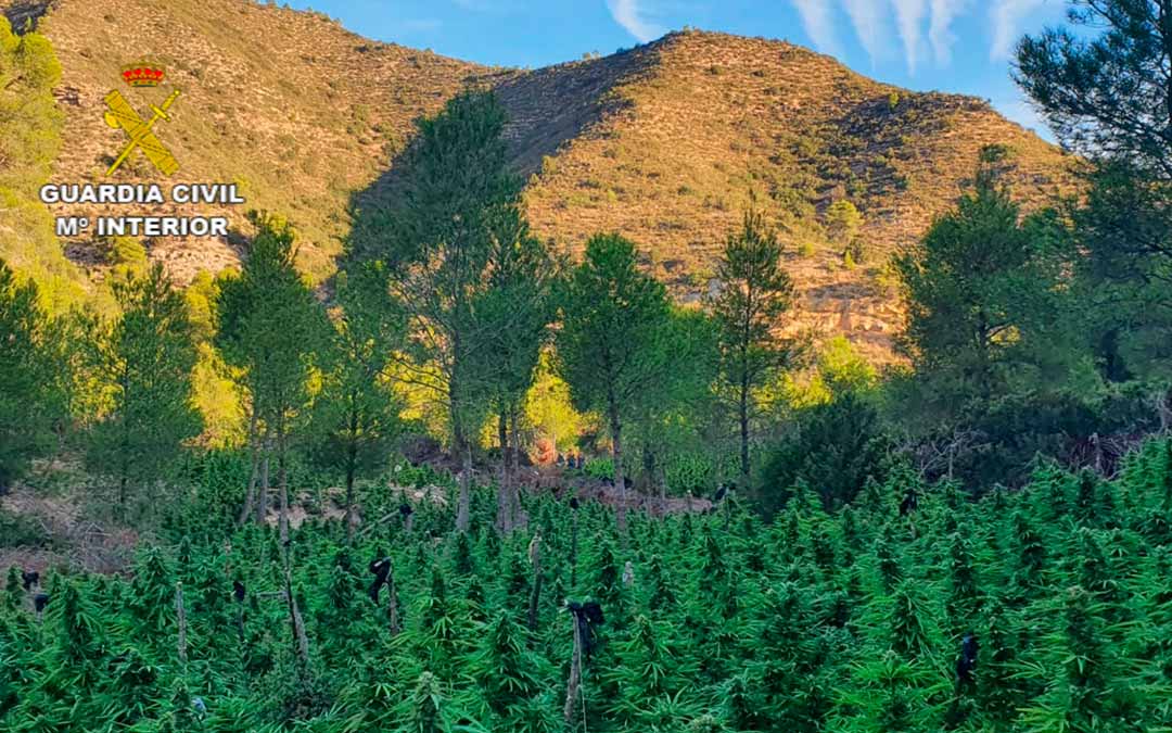 Imagen de archivo de una plantación de marihuna en un paraje boscoso./ Guardia Civil