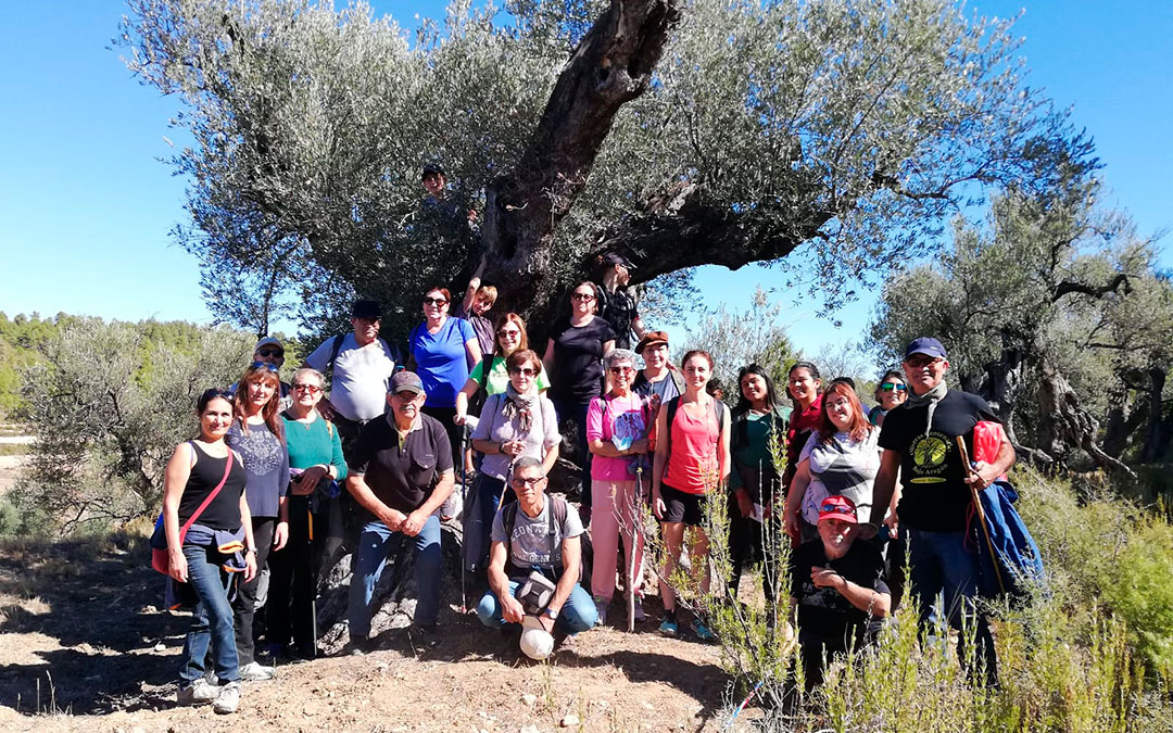 En la olivera centenaria de Jaganta. / Comarca Bajo Aragón
