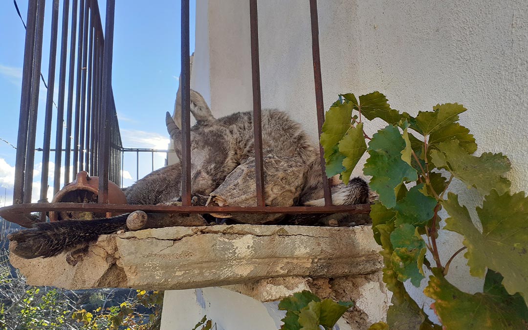 El cuerpo del animal descansaba en el balcón tras no poder salir de él./ L.C.
