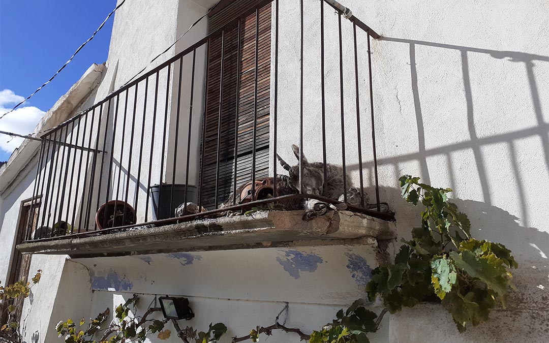 Cabra hispánica muerta en Castellote./ L.C.