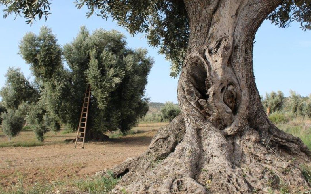 'Olivos con historia', de Cristina Mallor, tercer premio./ L. C.