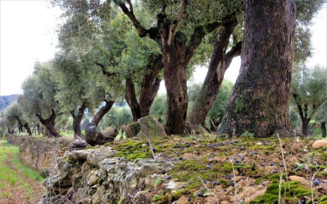 'Piedras y olivos', de Jesús Pallares, accésit.