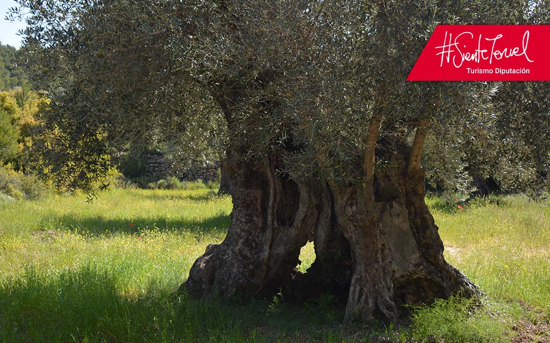 Árbol Singular, la gran olivera de Cervera./ L.C.