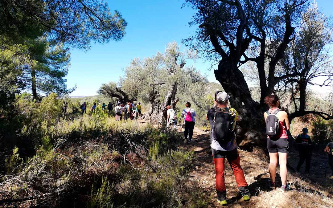 La Comarca del Bajo Aragón ha organizado rutas para dar a conocer oliveras. En la imagen, Ruta de las Almazaras./ L.C.