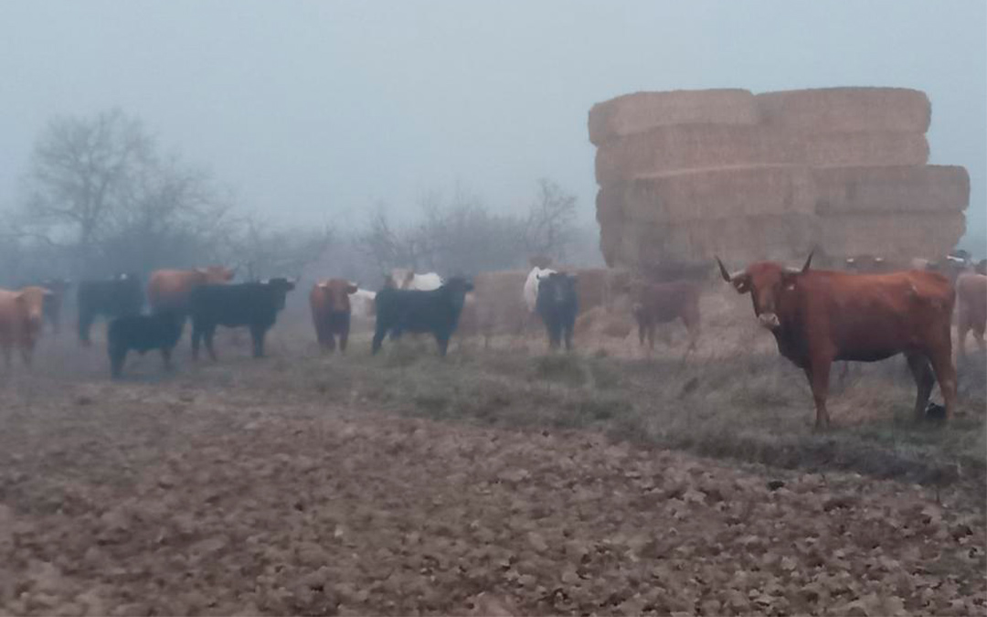 Un grupo de las vacas bravas situadas en la finca de Alfajarín que se van a trasladar a Muniesa, donde serán analizadas./ Heraldo