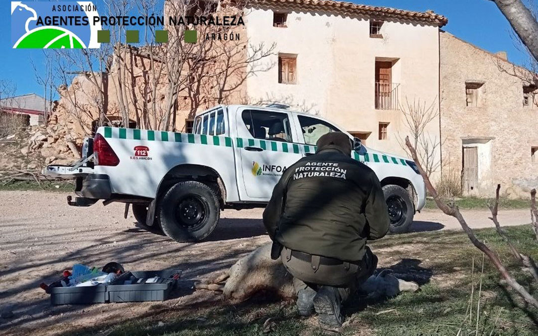 Los APN se encargan de la recogida de los cadáveres, toma de muestras, datos y traslado a la Alfranca, donde se realiza la necropsia / Twitter @aaffaragon