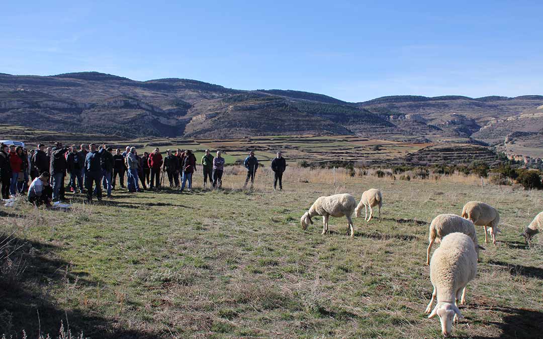 Más de 30 ganaderos asisten a la demostración este jueves en los pastos de Cantavieja./N. Altaba