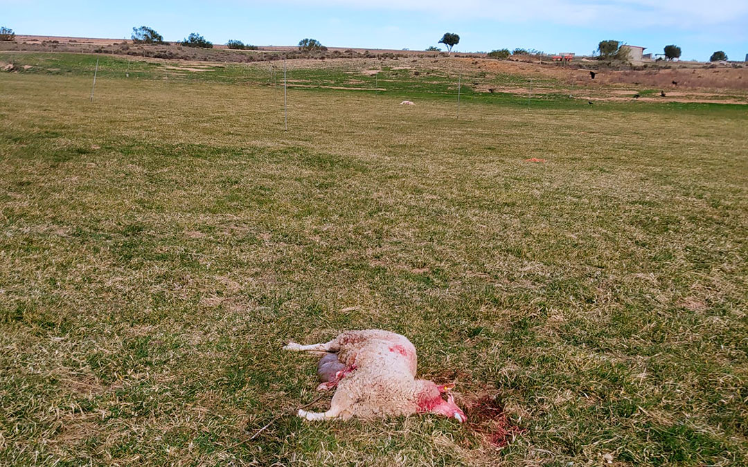 Una de las ovejas destrozadas por la loba en la noche del martes al miércoles en Alcañiz / La Comarca