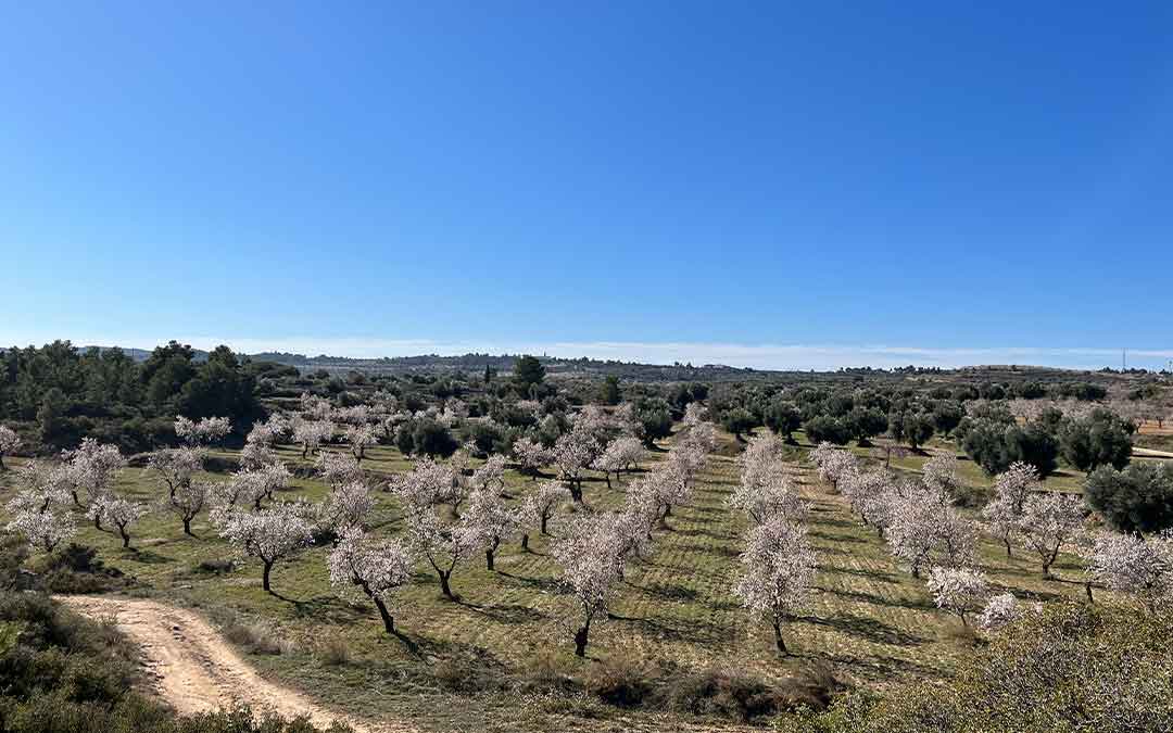Campo de almendros en floración en Valdealgorfa / Eduard Peralta