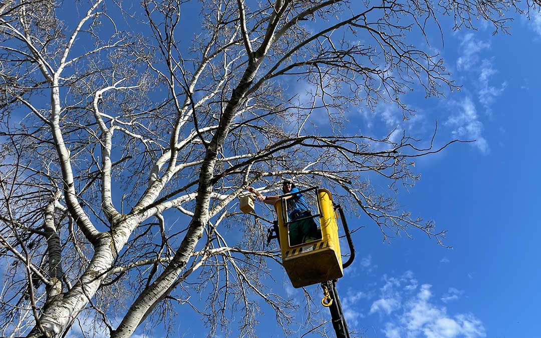 Un operario municipal coloca una de las casetas para pájaros en la rama de un árbol./ M.C.