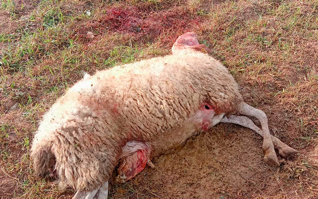 Una de las, al menos, 15 ovejas muertas este fin de semana en Valmuel./ La COMARCA