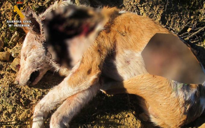 Un investigado en Escatrón por abandonar a ocho perros, que se comieron a un noveno para sobrevivir