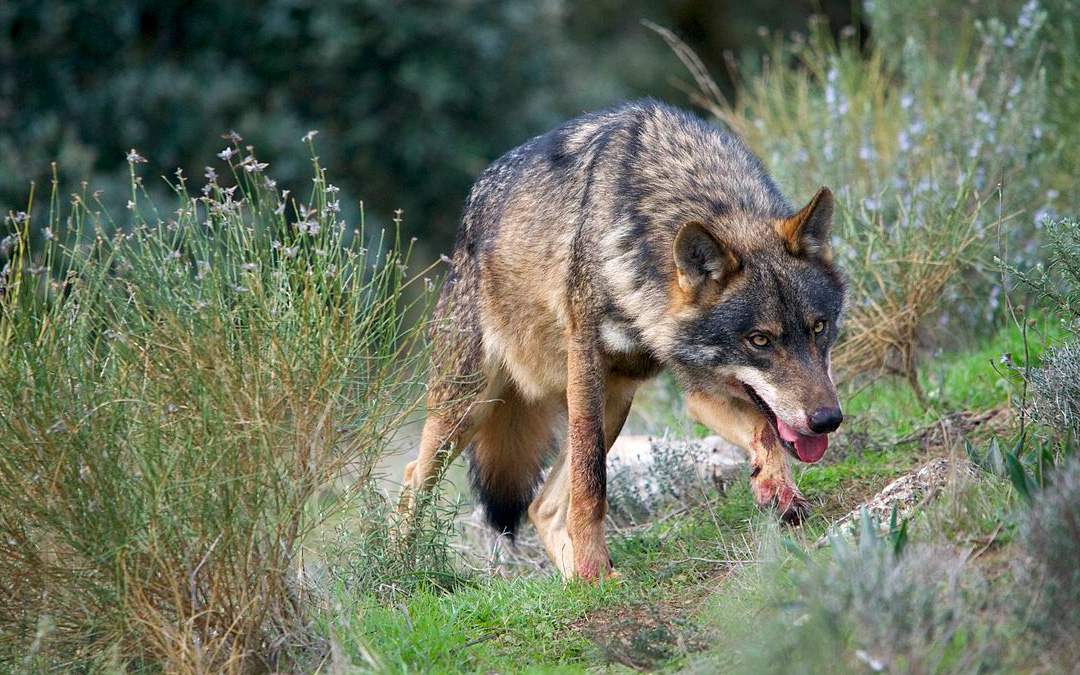 Macho alfa de Lobo Ibérico (Canis lupus signatus)./ Arturo de Frias Marques/Wiki Commons