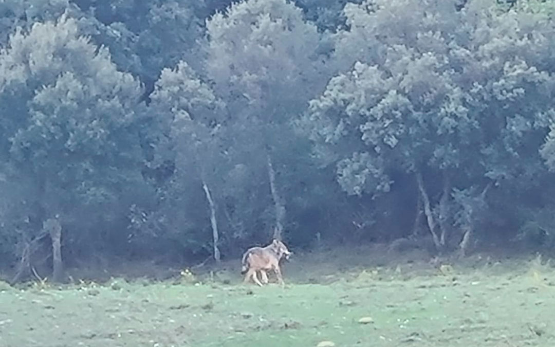 Lobo avistado por un ganadero en Luesia (Cinco Villas) / UAGA