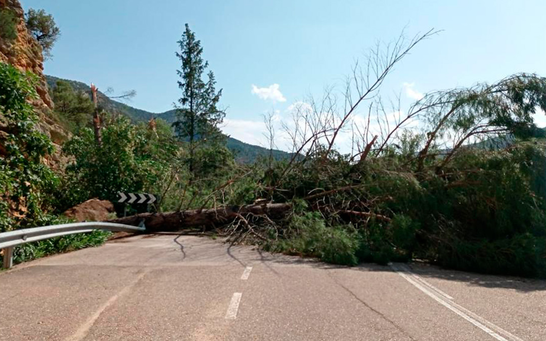 Carretera cortada por la caída de un árbol en la A-1401 en Ariño./ Carlos Ros