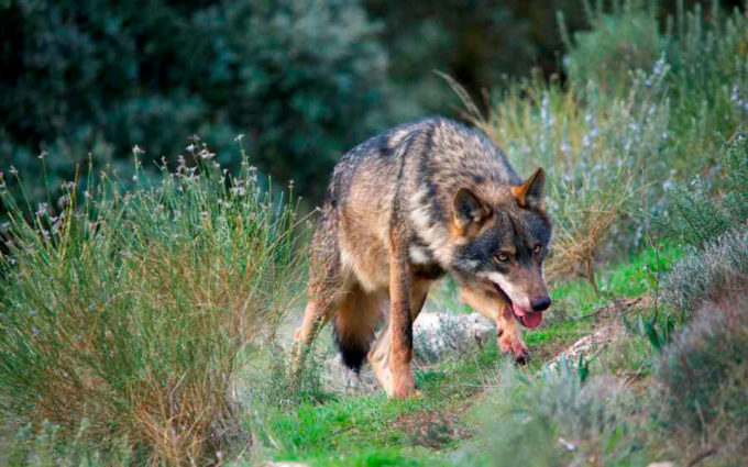 Los conservacionistas reclaman a los ganaderos que se protejan del lobo