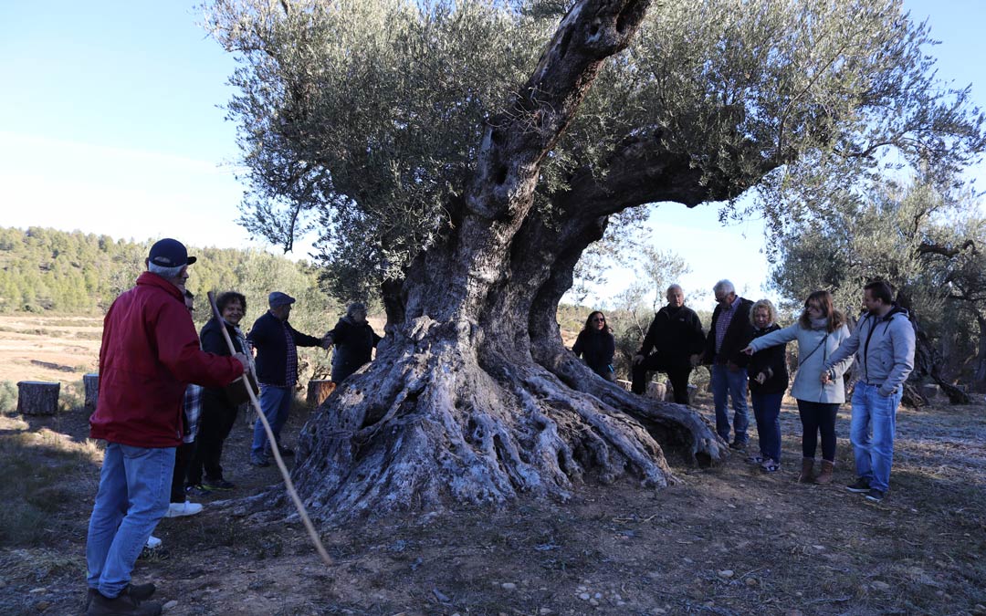 Más de 20 personas hacen falta para rodear la olivera del Mas de Conesa. /N.A.