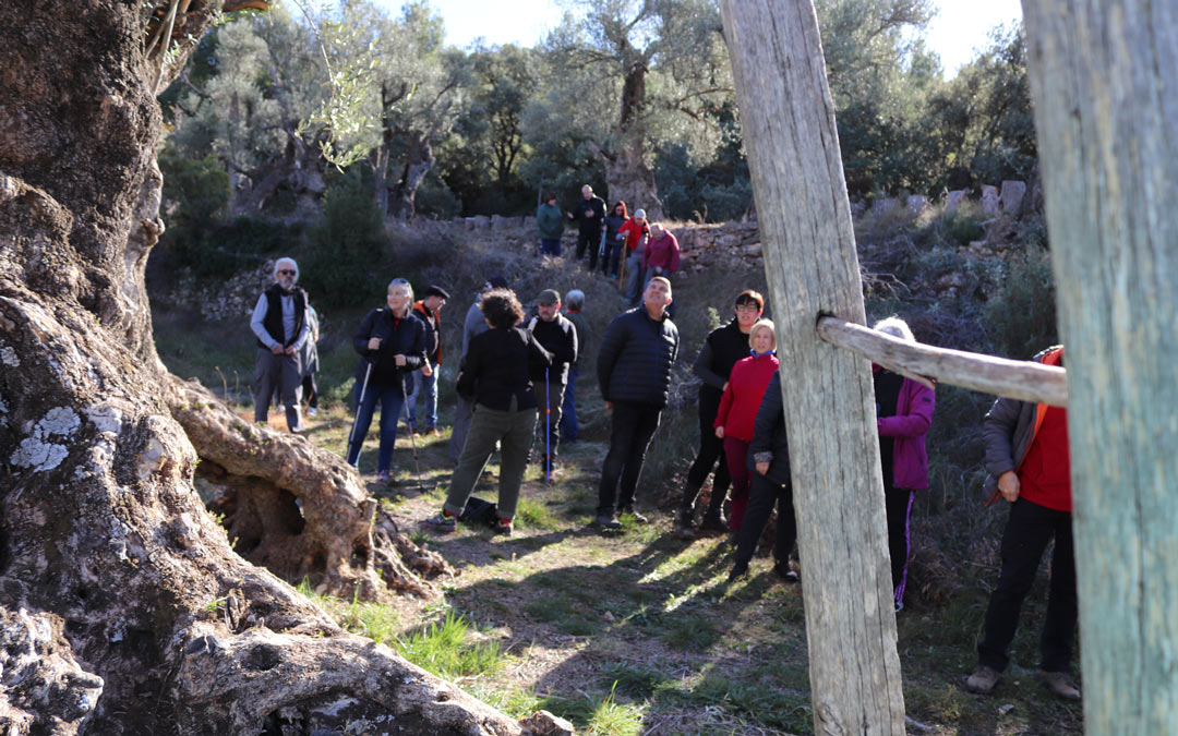 Las oliveras se continúan trabajando de manera artesanal. /N.A.