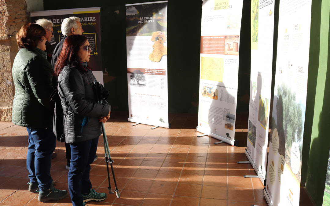 Exposición itinerante 'Oliveras Centenarias. /N.A.