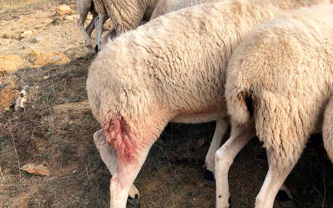 Una oveja herida en una pierna,/L.C.