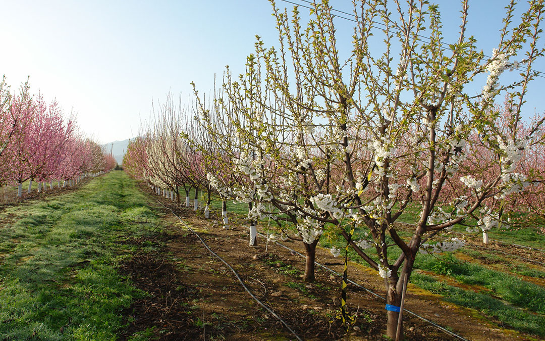 Un campo de melocotoneros a principios de primavera./ L.C.