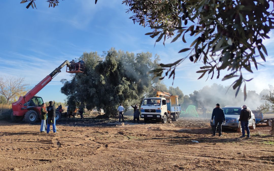 Recogida de oliva en la olivera 'El Pitongo' de Calanda, que este año batió récord de cosecha con 512 kilos./ Alberto Gracia.