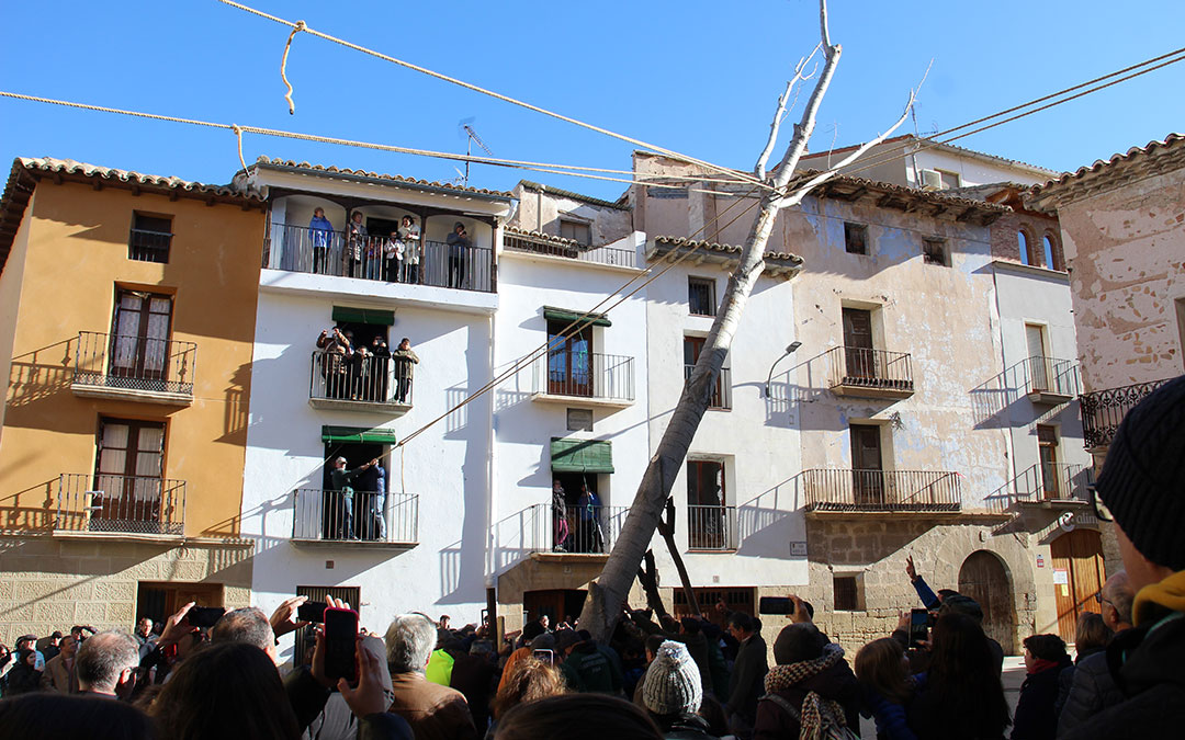 Plantada del álamo en Castelserás. / B. Severino