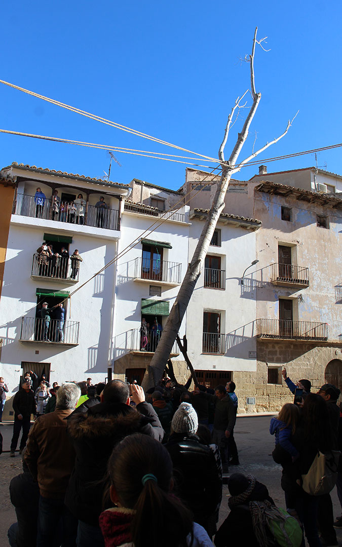 Plantada del álamo en Castelserás. / B. Severino