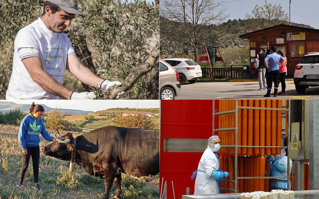 Algunas de las oportunidades laborales que asientan población en el Bajo Aragón Histórico. De izquierda a derecha: Apadrina un Olivo en Oliete, el turismo en Beceite, la ganadería extensiva en el Maestrazgo y la planta cárnica de La Mata de los Olmos./ La COMARCA